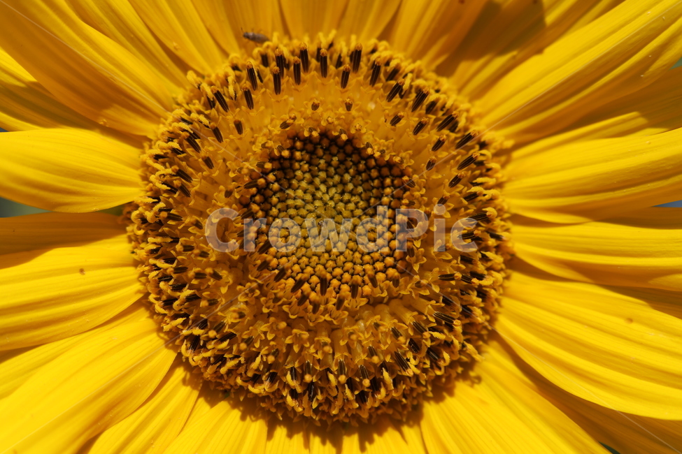 해바라기,꽃,숭배,행복,노랑,식물,자연,plants,nature,꽃,flower