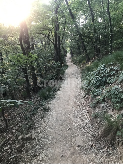 산속,오솔길,산책길,피톤치드,고요함