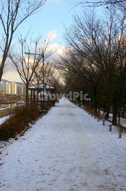 겨울,눈,얼음,풍경,쌓인눈,설경,도로,산책로,길,plant,식물,tree,나무,treetrunk,나무줄기,path,통로,겨울,계절,winter,season