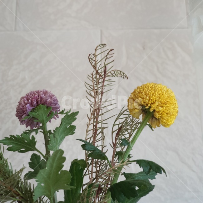 꽃,국화,퐁퐁국화,꽃병,인테리어,식물