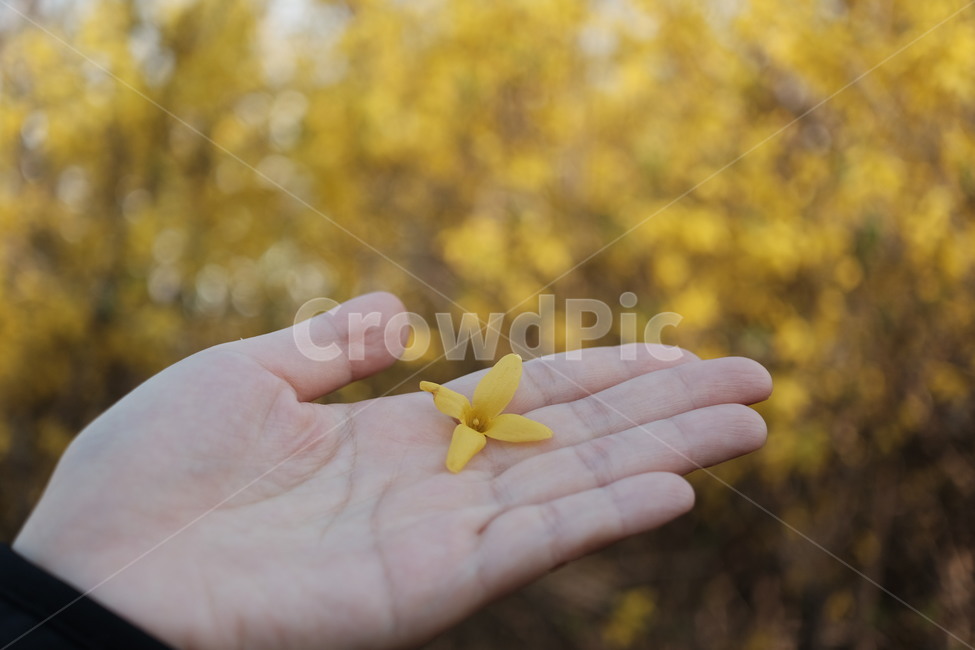 손가락,finger,개나리,봄,꽃,꽃잎