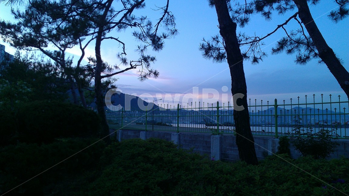 나무,tree,식물,sunset,dark,자연,풍경,nature,landscape,plant