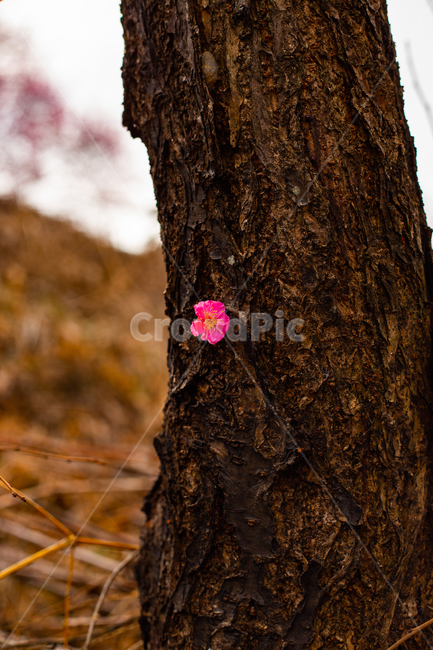 고목,매화꽃,꽃한송이,꽃나무,홍매화,식물,식물,자연,plants,nature,꽃,flower