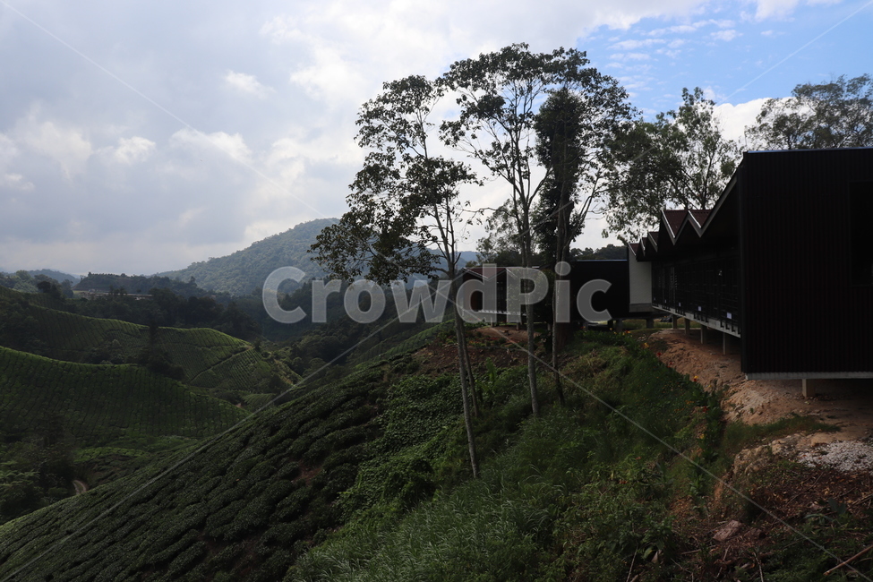 nature,자연,언덕,hill,차밭,차,자연,풍경,nature,landscape,outdoors,옥외
