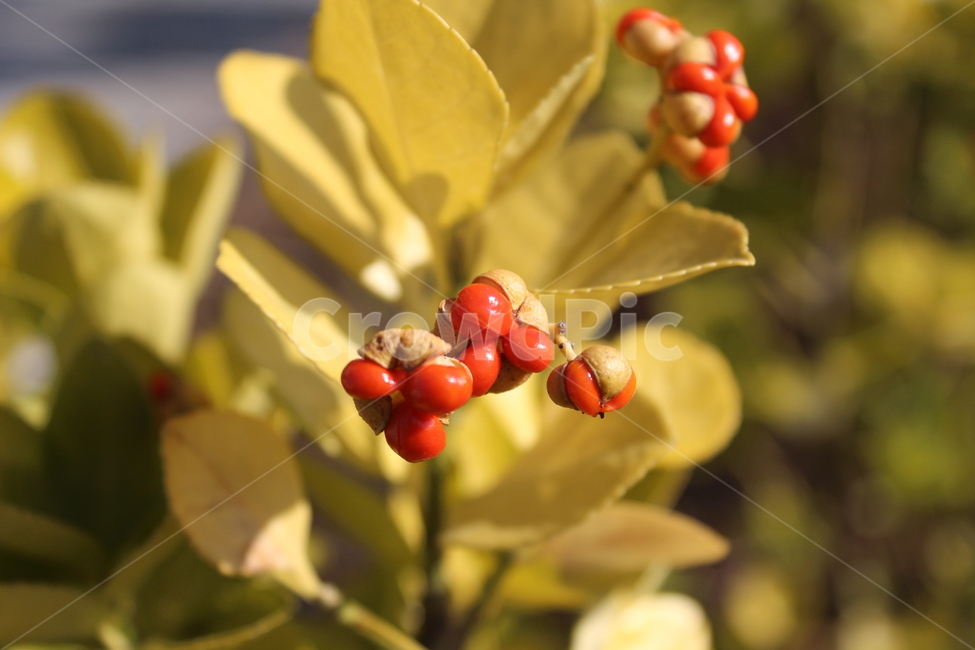 plant,식물,green,fruit,사철나무