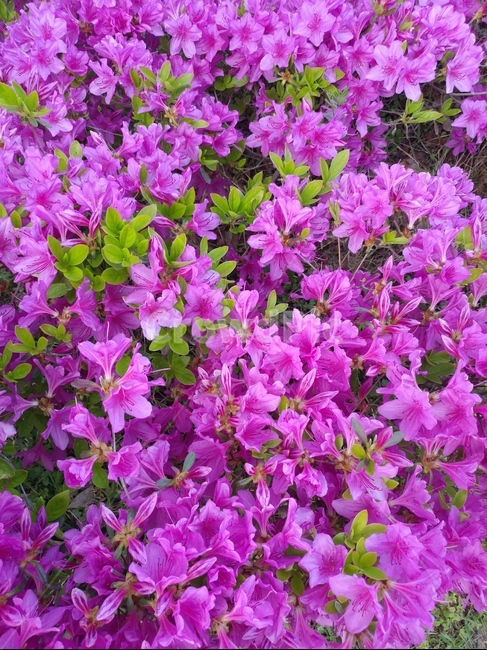 꽃,분홍꽃,철쭉,5월꽃,진달래,식물,자연,plants,nature,꽃,flower