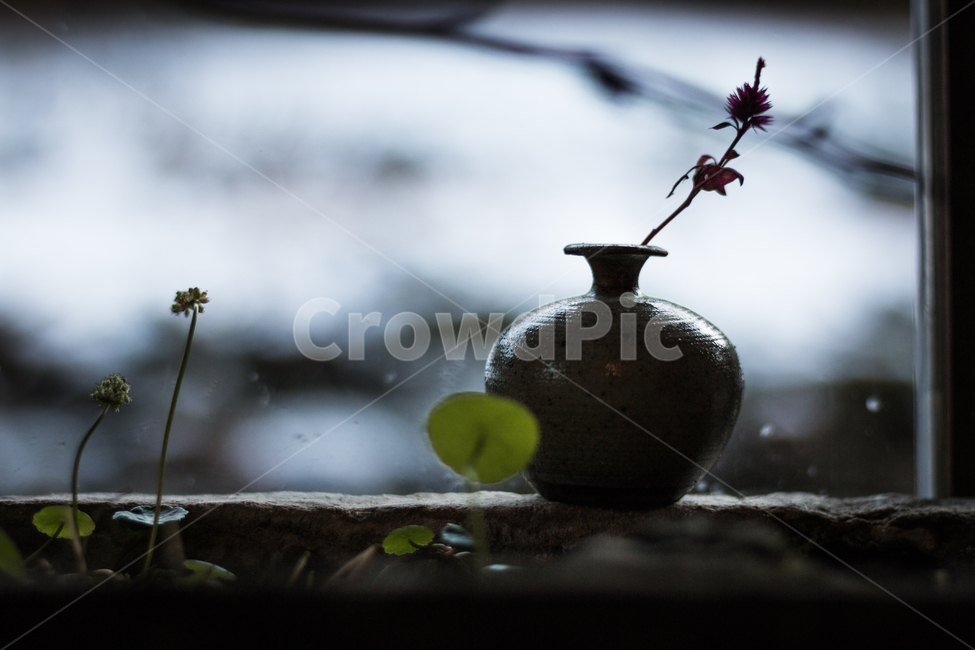창,실루엣,화분,식물,꽃,flower,window,식물,자연,plants,nature,실내용화초,화분,화초,house plant,인테리어,실내디자인,interior design