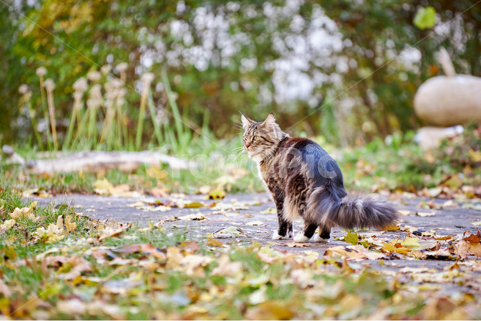 animal,동물,cat,고양이,pet,애완동물,mammal,포유류,가을,반려동물,반려묘,감성사진,단풍,낙엽,길냥이,길고양이,산책냥,산책냥이,동물,animal,포유류,mammal,고양이,cat,kitten,kitty