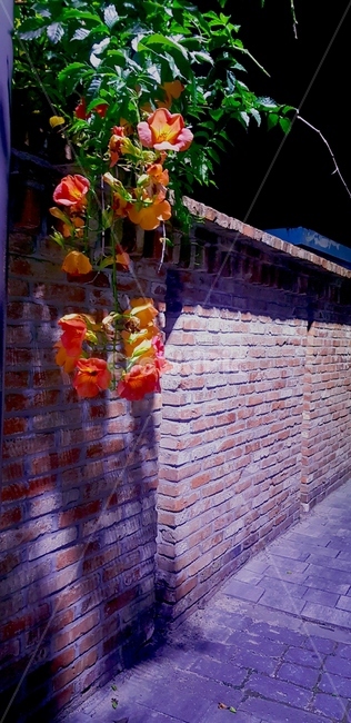 벽돌,꽃,외로움,밤,새벽,식물,자연,plants,nature