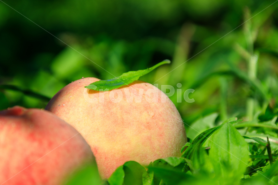 복숭아,과수원,식품,과일,수확,가을,익은,농업,과일,열매,fruit,산업,industry,industrial,농업,농사,agriculture,farming,farming industry