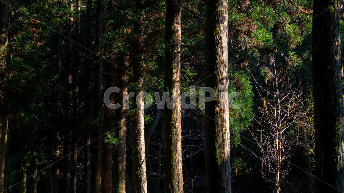 plant,식물,tree,나무,나무줄기,한국자연풍경,자연,풍경,nature,landscape