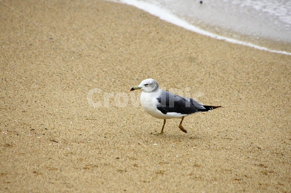 새,갈매기,바다,모래사장,자연,nature,animal,파도,강원도,해변,바다,beach,sea,동물,animal,조류,새,birds