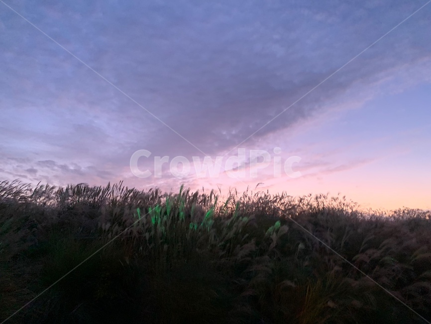 억새축제,억새,노을,자연,가을,자연,풍경,nature,landscape,grass,잔디,plant,식물
