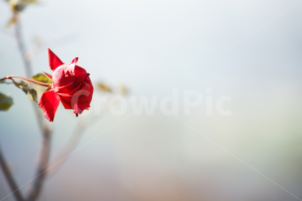 꽃,감성,색감,장미,빨강,식물,자연,plants,nature,꽃,flower