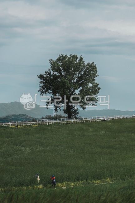 plant,식물,nature,자연,outdoors,옥외,야외,하늘,구름,sky,blue,skyblue,하늘색,파란색,맑은하늘,나무,한그루,초록색,바람,녹색,들판,청보리,tree,green,울타리,감성,분위기,느낌,색감,색채,색깔,배경,컬러,엽서,mood,background,color,colorsense,colorsensitivity,sensible,feeling,feelingofcolor,컨셉