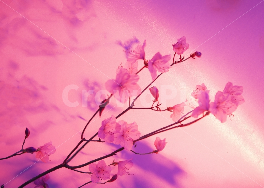 봄,진달래,분홍색,나무,색감,식물,자연,plants,nature,꽃,flower,감성,sensible,feeling,색깔,색상,색채,색감,color sense,color sensitivity,feeling of color