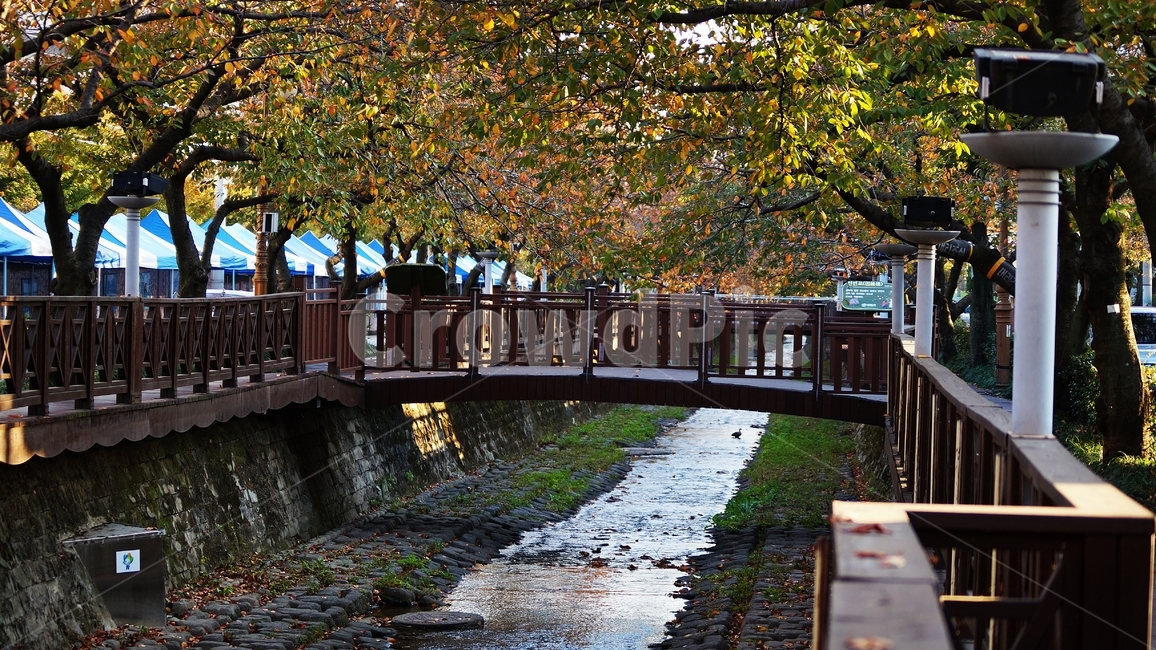 가을,가을풍경,여좌천,단풍,풍경,가을,계절,fall,autumn,season,tree,나무,plant,식물