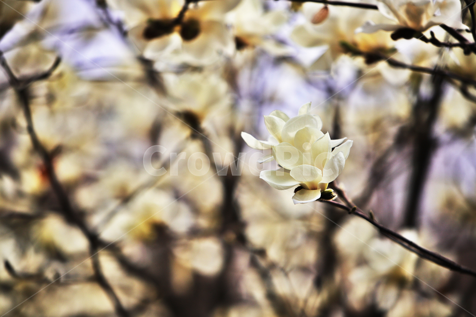 벚꽃,식물,꽃,나무,봄,봄,계절,spring,season,식물,자연,plants,nature,꽃,flower,plant,cherry blossom,blossom