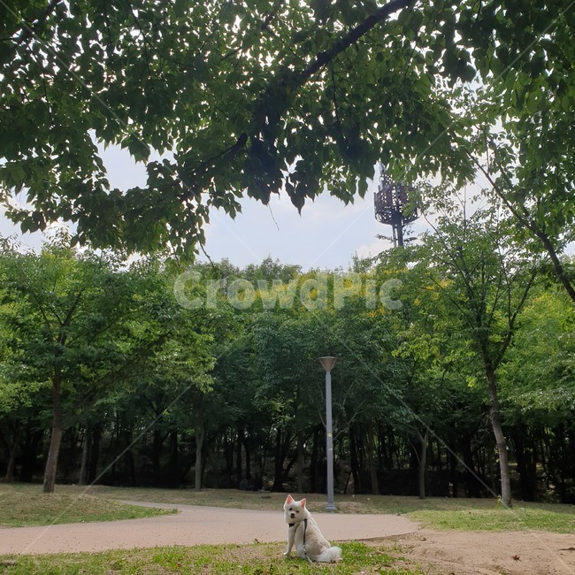 강아지,공원,피크닉,오후,산책,풍경,반려견,색감,햇빛,나무,우거진,나뭇잎,나뭇가지,leafy,twig,leaf,tree,color,pet,landscape,afternoon,park,picnic,dog,뒤돌아보다,lookback