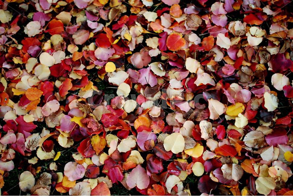 낙엽,가을,fall,autumn,나뭇잎,가을,계절,fall,autumn,season,petal,꽃잎,flower,꽃,plant,식물,blossom,leaf,잎,ground,바닥
