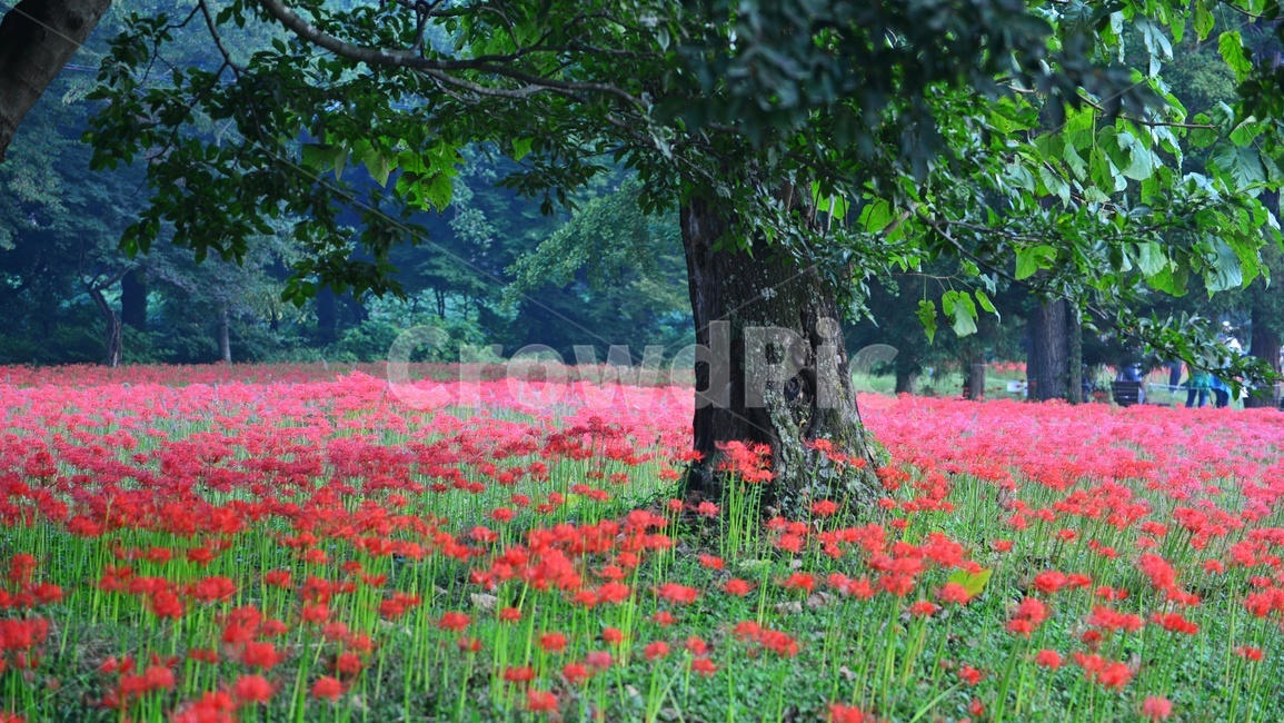 outdoors,옥외,leaf,잎,tree,나무,treetrunk,나무줄기,plant,식물,flower,blossom,꽃,고창,선운사,상사화,꽃무릇,만개,아침