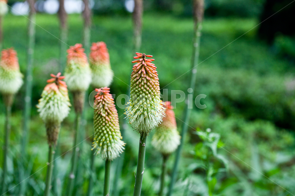 식물,녹색배경,자연,plantae,kniphofiacaulescens,니포니아,녹색풍경,식물,자연,plants,nature