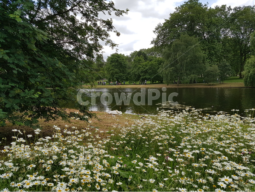 St James Park,white flower,forest,tree,riverside,flower