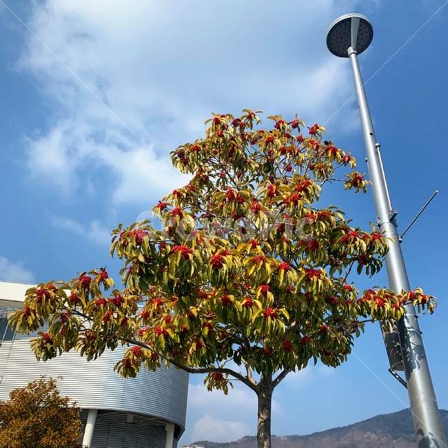 plant,식물,tree,나무,열매