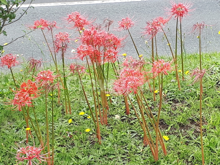 꽃,야생화,꽃무릇,석산,들꽃