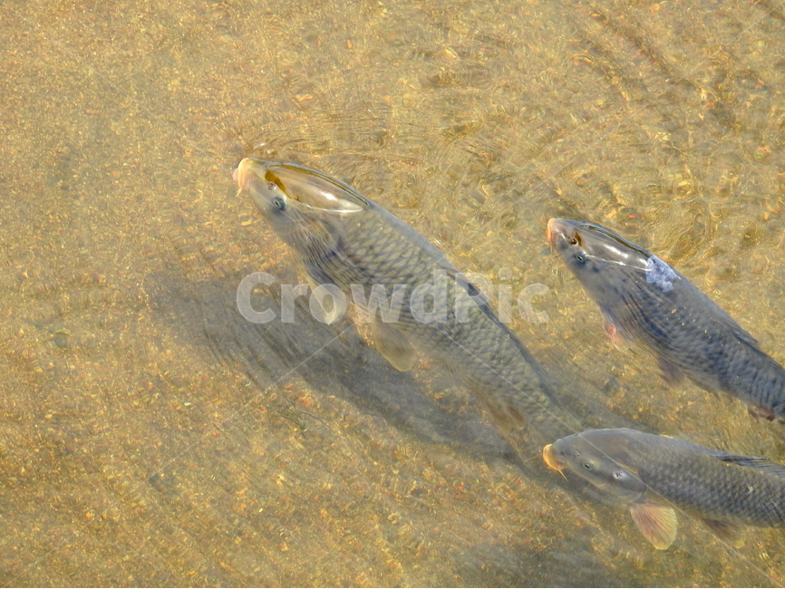 동물,물고기,생선,강,호수,동물,animal,어류,물고기,fish