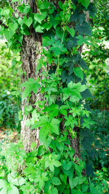 덩굴,자연,식물,나무,잎사귀,풍경,식물,자연,plants,nature
