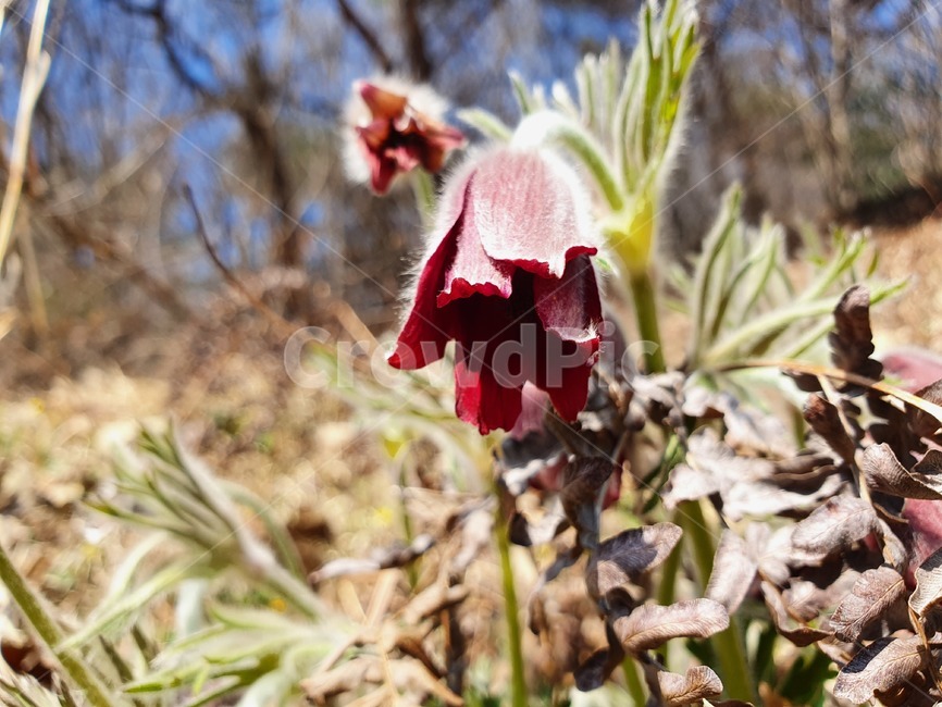 식물,blossom,꽃,flower,꽃잎,할미꽃,자연,산,숲,빨간색