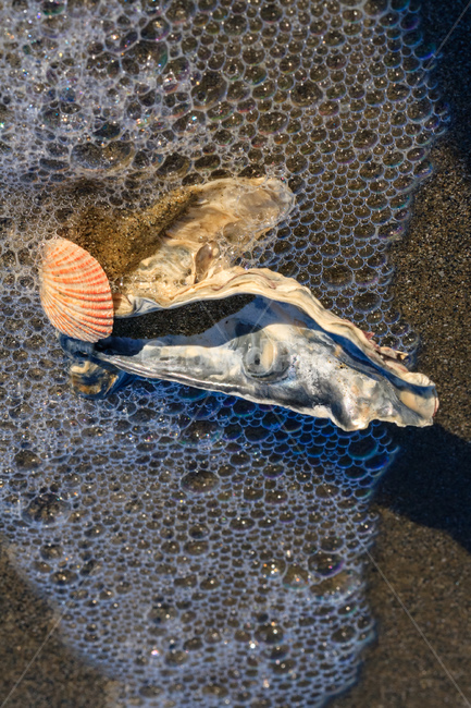 서해,바다,바닷가,모래,수평선,해변,바다,beach,sea
