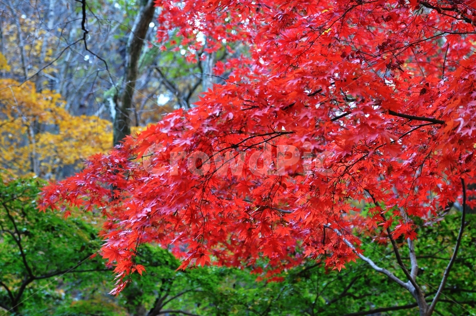 가을,단풍,빨강,계룡산,사진,가을,계절,fall,autumn,season,식물,자연,plants,nature,leaf,잎,plant,tree,나무,maple
