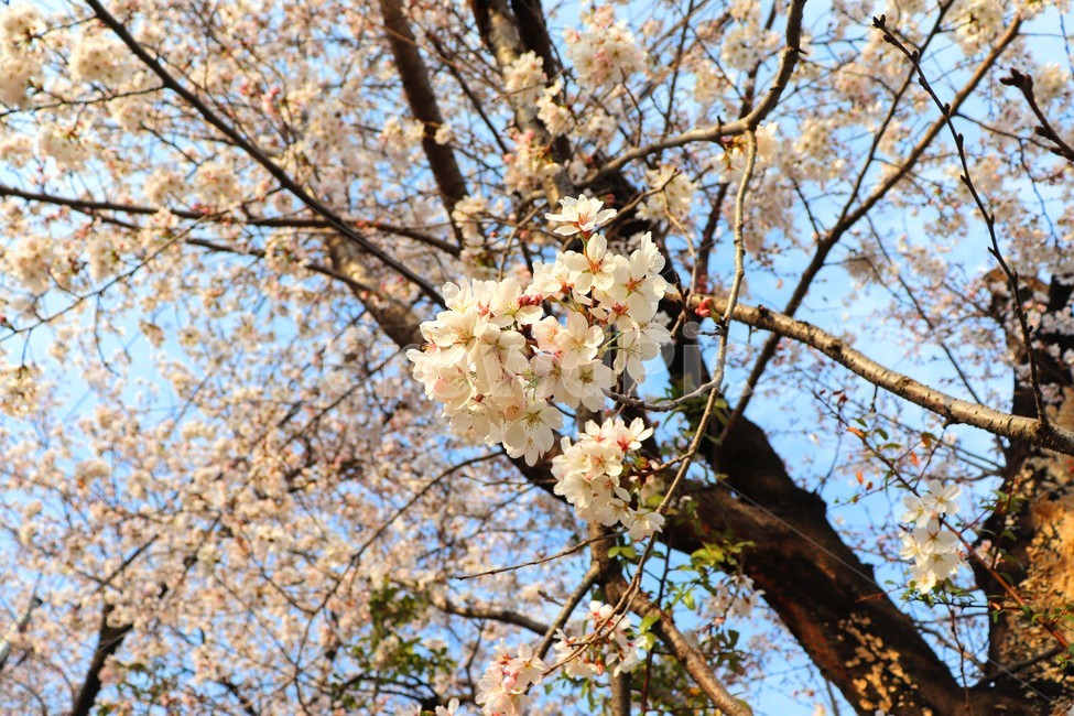 봄,꽃,봄꽃,벚꽃,나무,벚나무,식물,자연,플라워,생화,봄날,flower,cherryblossome,spring