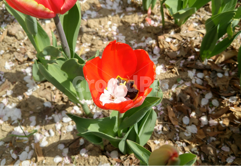 튤립,봄,tulip,플라워,꽃