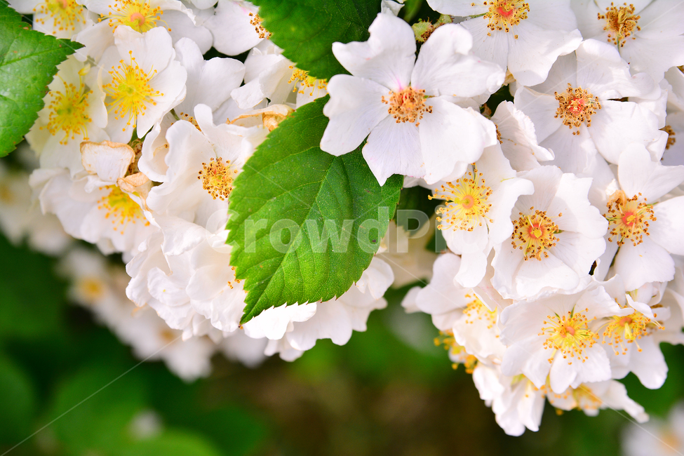 찔레꽃,토종장미,우리꽃,꽃,아름다움,예쁜,플라워,데코레이션,꽃송이,꽃잎,rose,flowers,5월,계절의여왕,가시,가든,정원,앞뜰,장미원,장미축제,BEAUTIFUL,plant,garden,꽃밭,수많은,접사,마크로,클로즈업,macro,식물,자연,plants,nature,꽃,flower