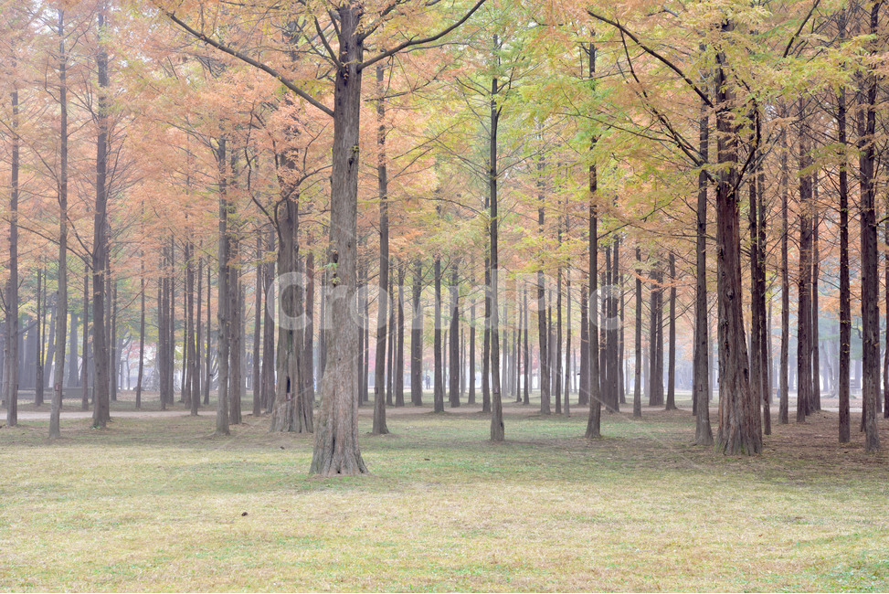forest,숲,nature,자연,tree,나무,수삼나무,메타세콰이아,metasequoia,가을,계절,fall,autumn,season,자연,풍경,nature,landscape,식물,plants,나무,trees,wood,vegetation,초목,outdoors,옥외,land,땅,woodland,삼림지,plant,grove,작은 숲