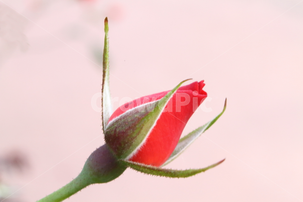 장미,꽃,식물,정원수,rose,식물,자연,plants,nature,꽃,flower