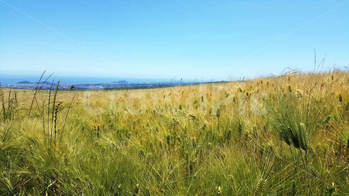 제주,청보리밭,청보리,보리밭,보리,자연,풍경,nature,landscape,field,들,grassland,목초지,outdoors,옥외