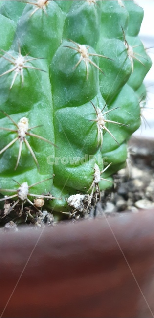 선인장,식물,화분,가시,cactus,サボテン,초록,flowerpot,식물,자연,plants,nature
