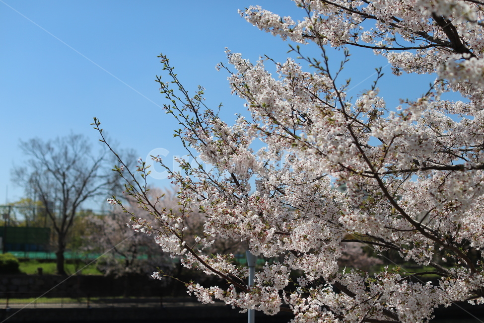 벚꽃,꽃,봄,감성,감성사진,화사함,분위기,아름다움,봄,계절,spring,season,식물,자연,plants,nature,꽃,flower,plant,blossom,cherry blossom