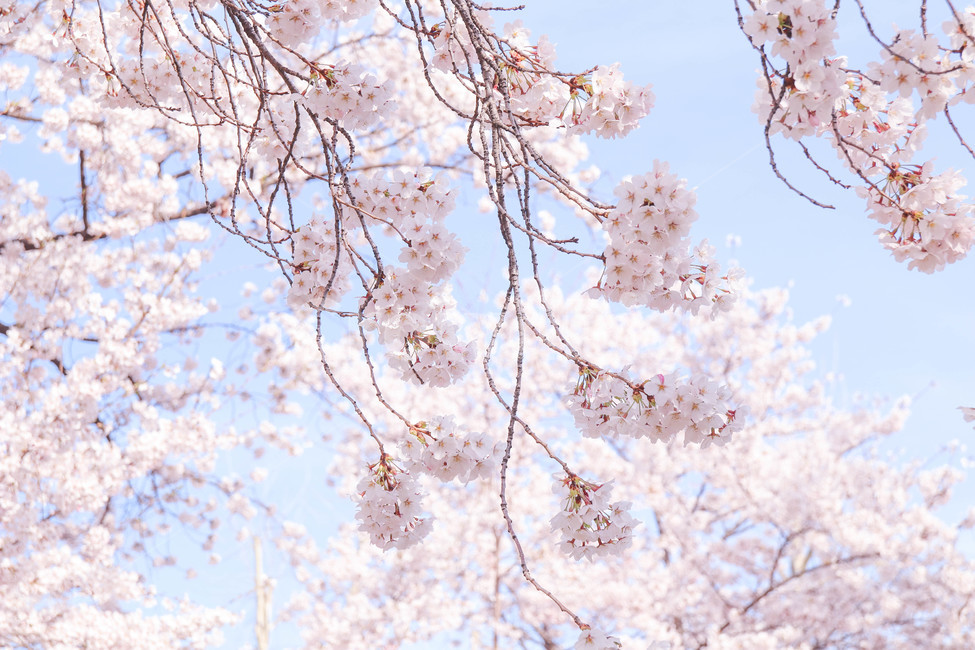 벚꽃,봄,꽃,봄꽃,계절,flower,blossom,cherryblossom,spring,하늘,봄,계절,spring,season,꽃,flower