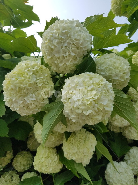 수국,꽃,flower,식물,plant,식물,자연,plants,nature,꽃,flower