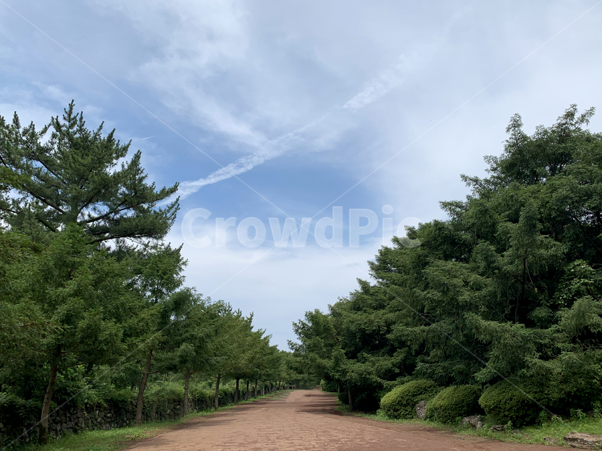 제주,제주도,jeju,비자림,여름,summer,하늘,sky,구름,cloud,나무,tree,초록,green,숲,forest,plant,식물,풍경,scenery,nature,자연