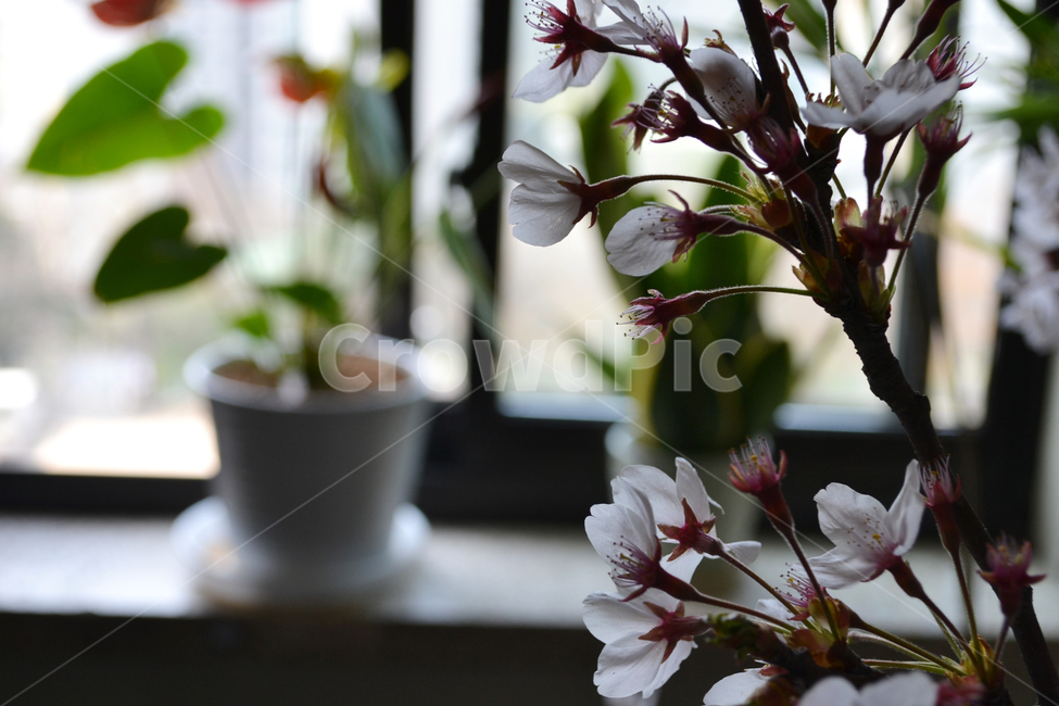 벚꽃,봄,교실,꽃,학교,school,spring,cherryblossom,classroom,창문,window,식물,자연,plants,nature,꽃,flower