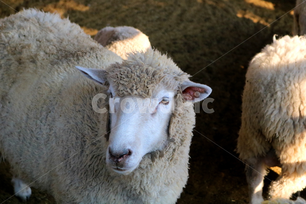 양,동물,포유류,초식동물,자연,목장,안성팜랜드,동물농장,동물,animal,포유류,mammal