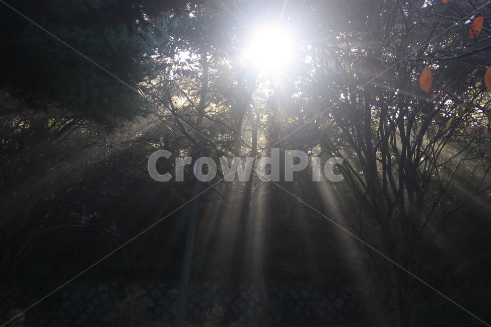 light,빛,플레어,sunlight,햇빛,빛내림,자연,nature,숲,forest,자연,풍경,nature,landscape