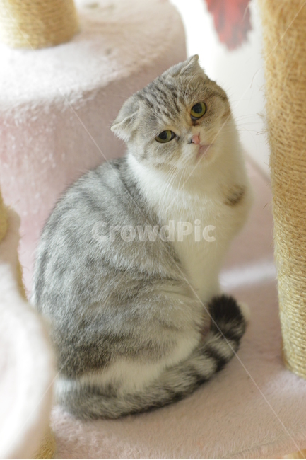 고양이,스코티시폴드,스코티쉬폴드,냥냥이,야옹이,냐옹이,동물,animal,포유류,mammal,고양이,cat,kitten,kitty