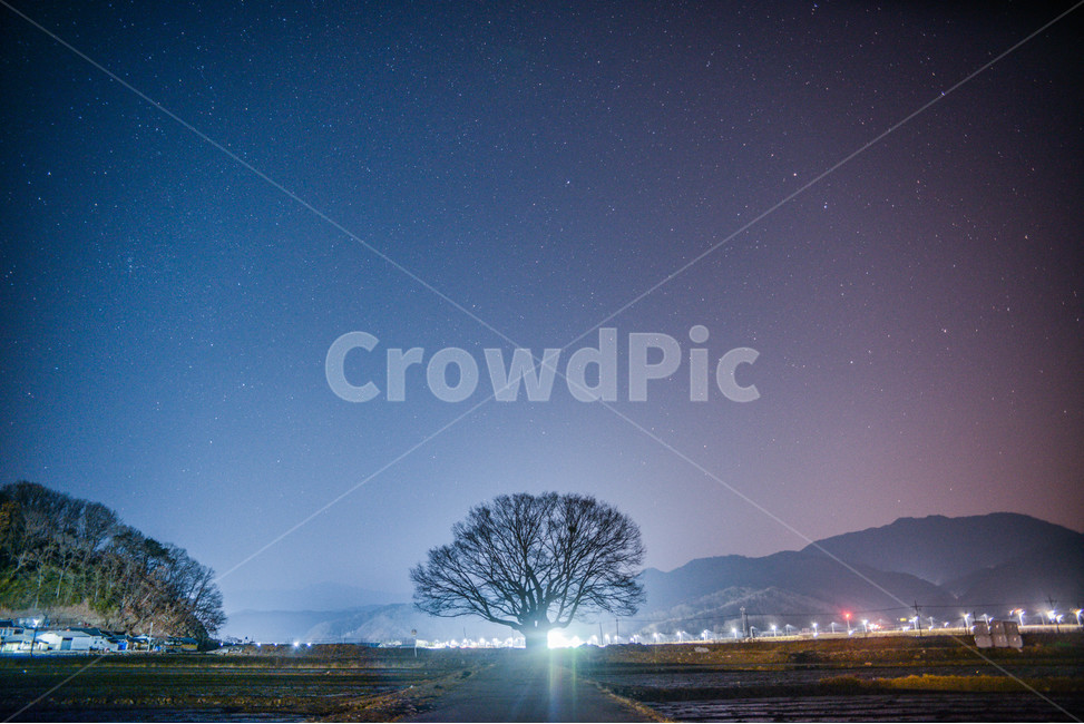 별,밤하늘,야경,나무,왕따나무,자연,풍경,nature,landscape,시골,마을,country,rural,town,야경,밤,nightscape,night,식물,plants,나무,trees,wood,감성,sensible,feeling,outdoors,옥외